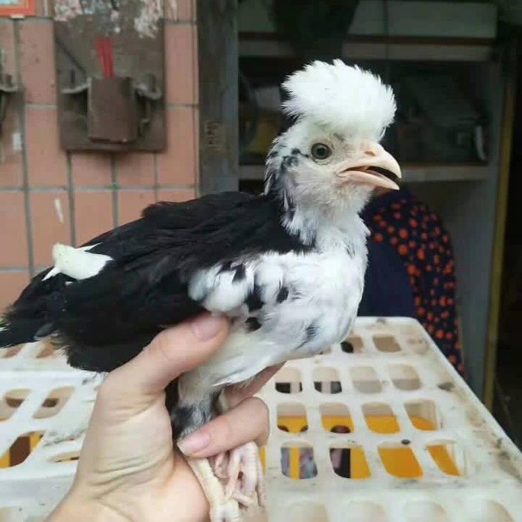 畜牧堂图片