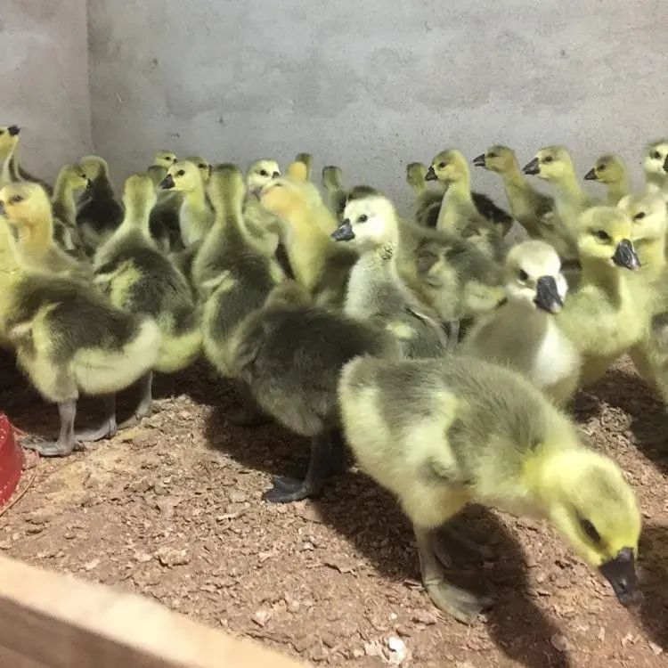 畜牧堂图片