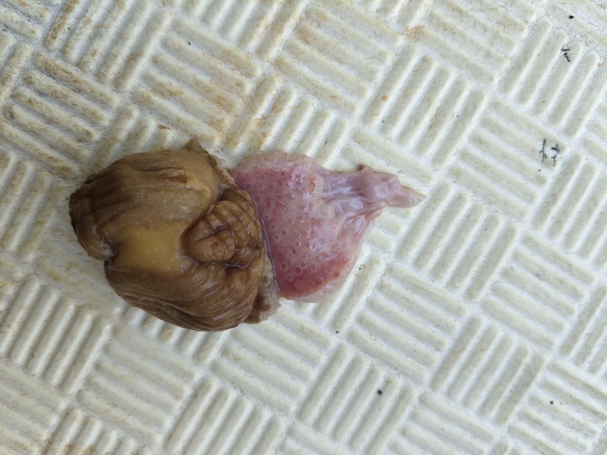畜牧堂图片