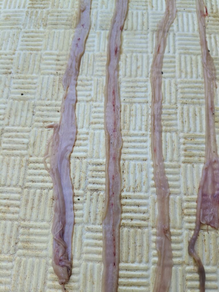 畜牧堂图片
