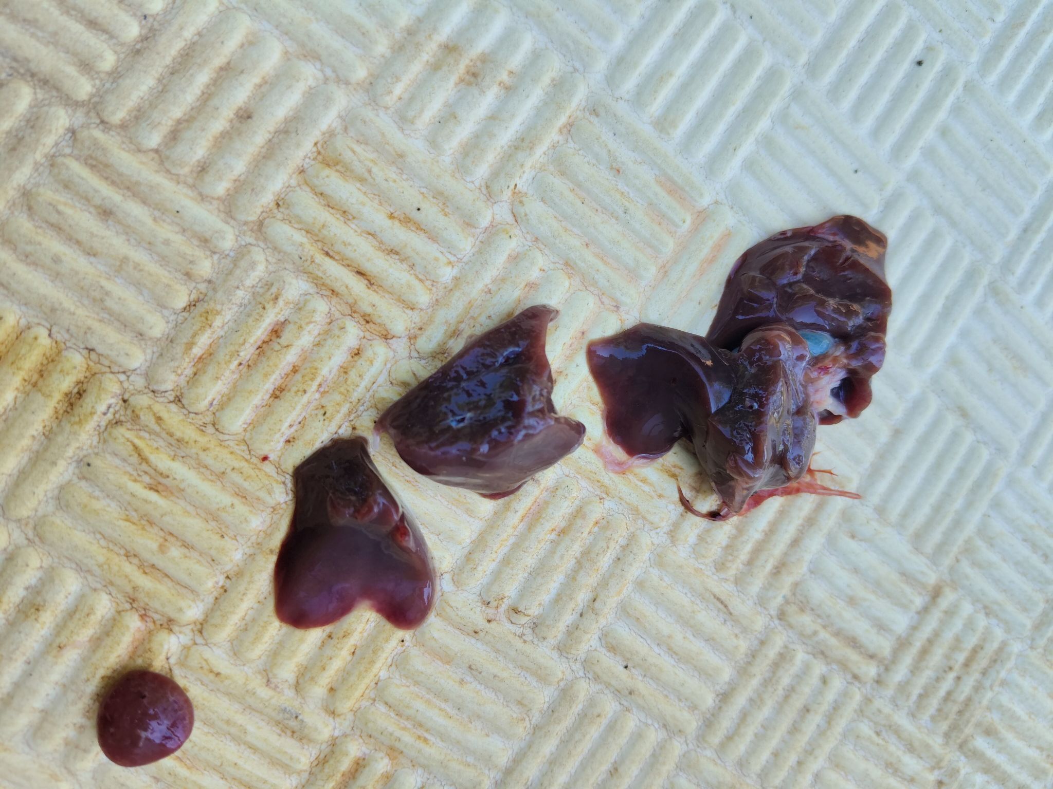 畜牧堂图片
