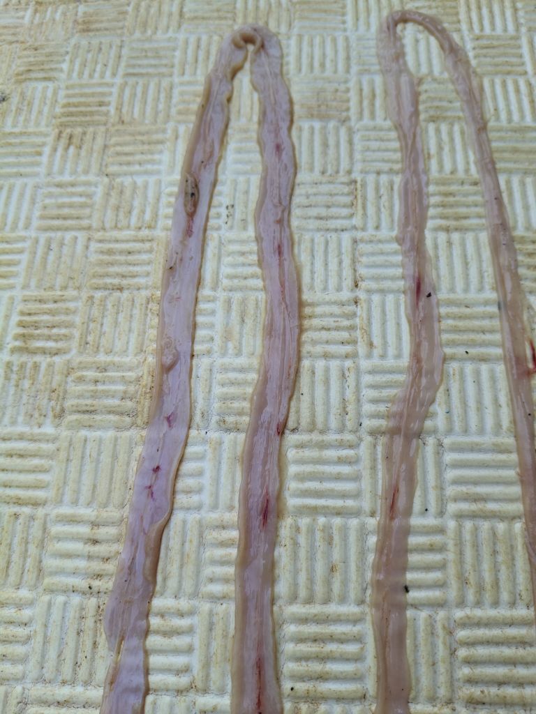 畜牧堂图片