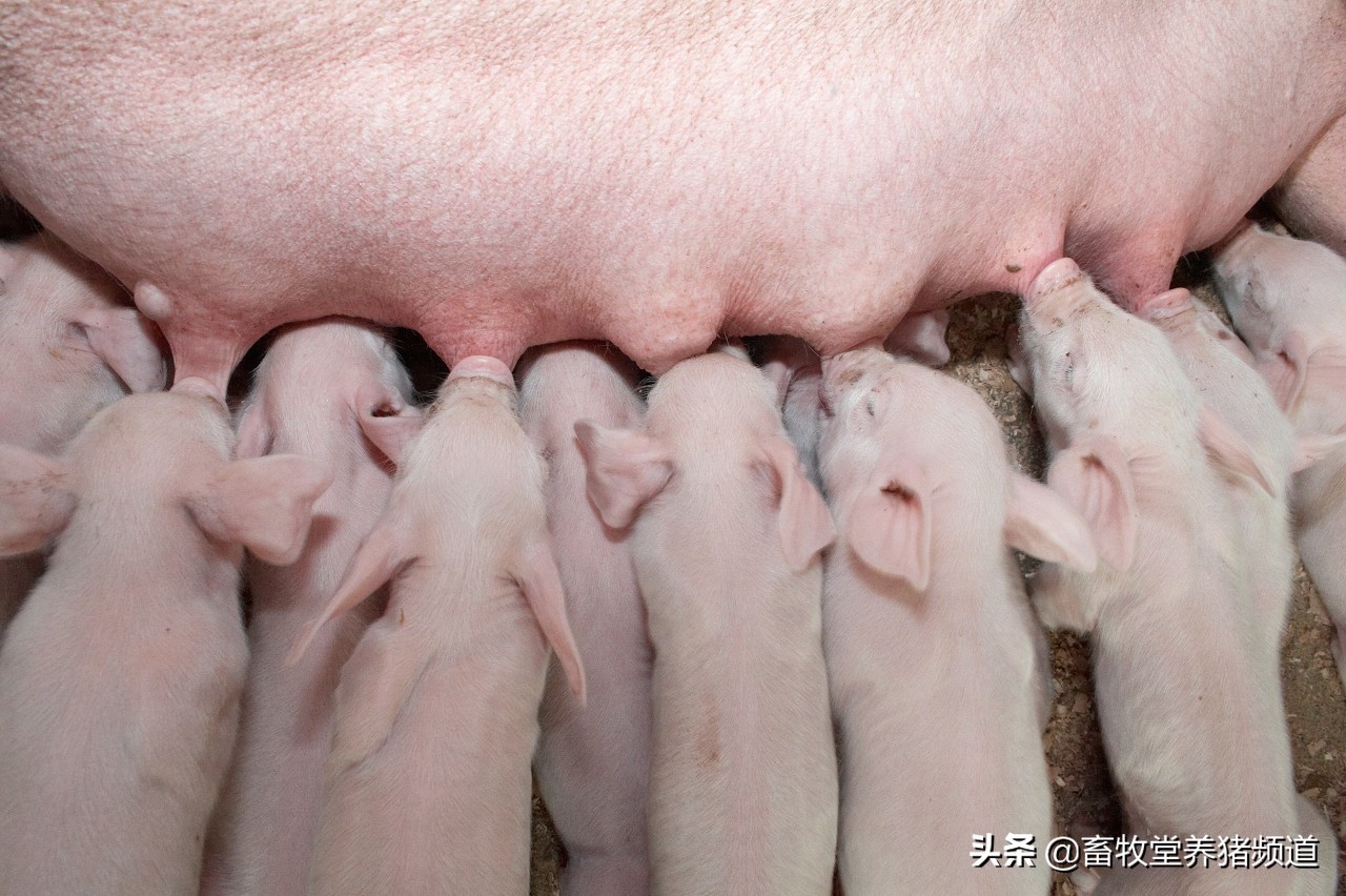 母猪仔猪.jpg