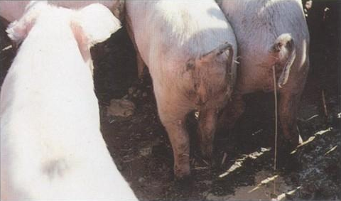 猪传染性胃肠炎3.png