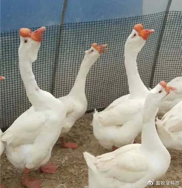 皖西白鹅.jpg