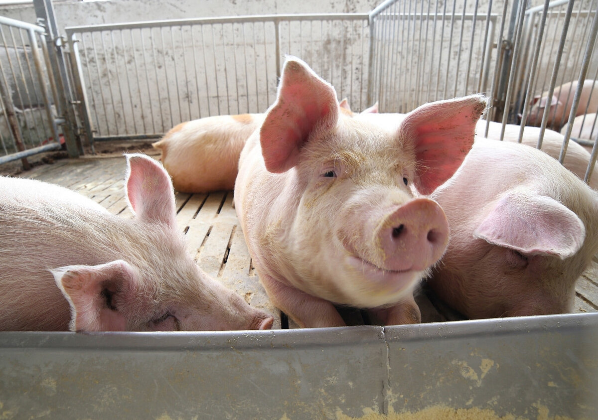 1761967540436.jpg 猪 (8).jpg