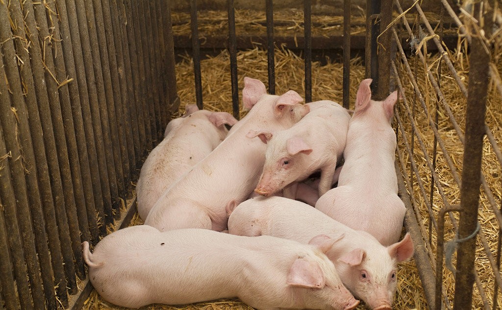 1764665383520.jpg 后备母猪1.jpg