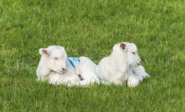 1765330457574.jpg 羔羊3.jpg