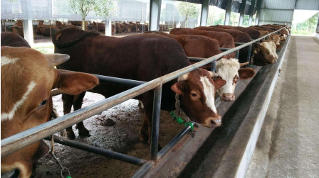 1765595154729.png 牛112.png