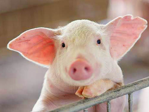 发酵饲料养猪好处在哪？