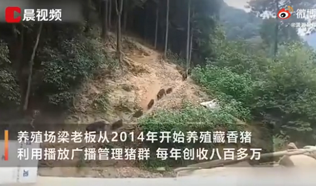 畜牧堂图片