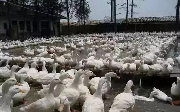 畜牧堂图片