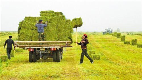 畜牧堂图片