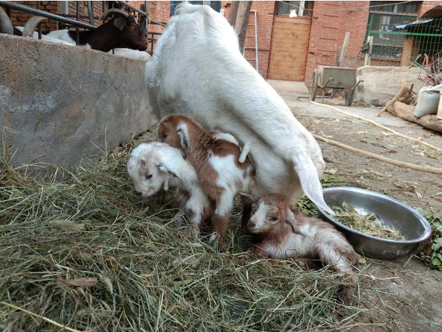 母羊产羔后怎样喂养？新生羔羊如何护理？