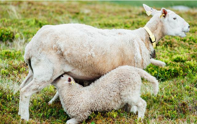 母羊就是“大钱包”！5个关键阶段，管好繁殖母羊！