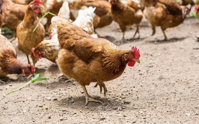 夏季养殖肉鸡注意这5点，提高效益少生病！