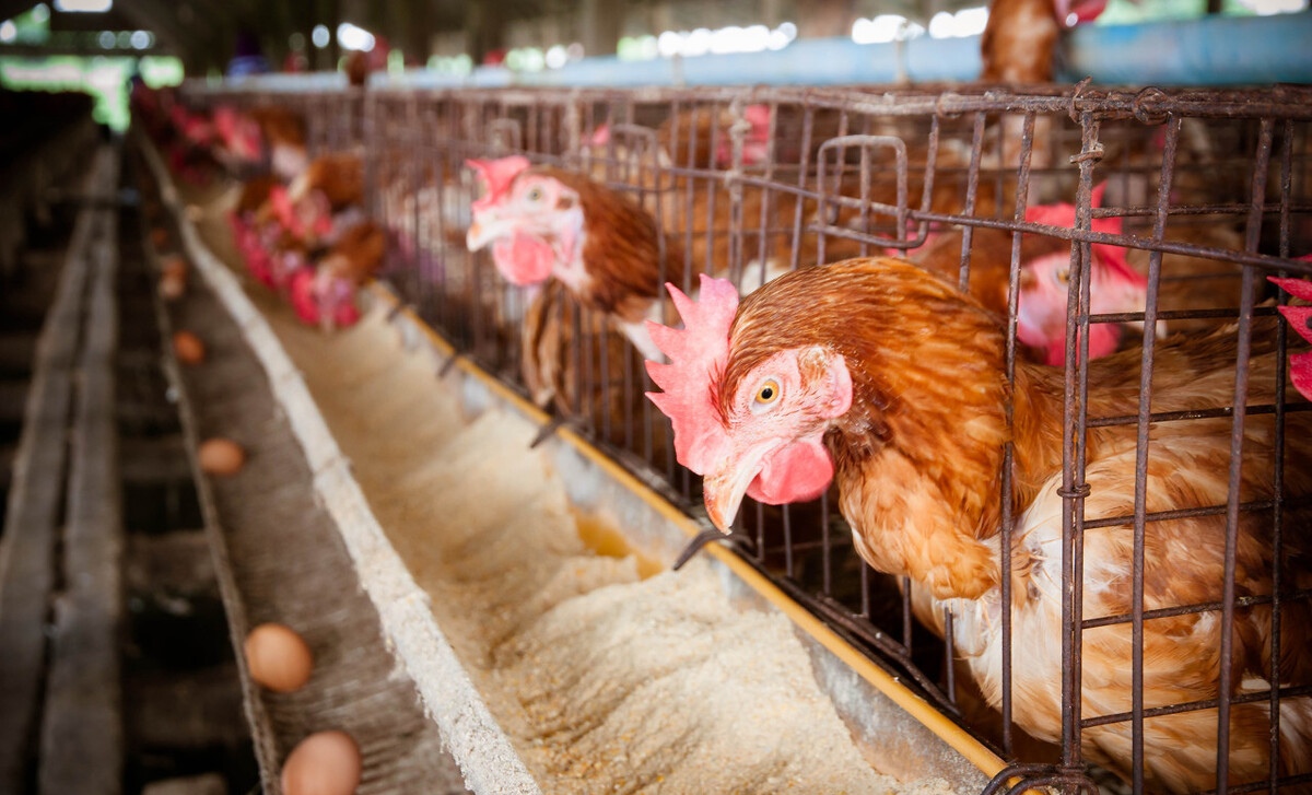 春季鸡常见疾病的预防及治疗措施