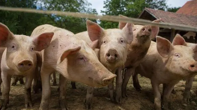 养猪省料的9个方法，学会能省不少钱！