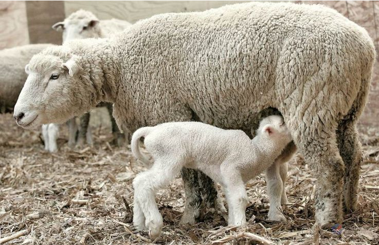母羊受胎率低的主要原因是什么？提高母羊产