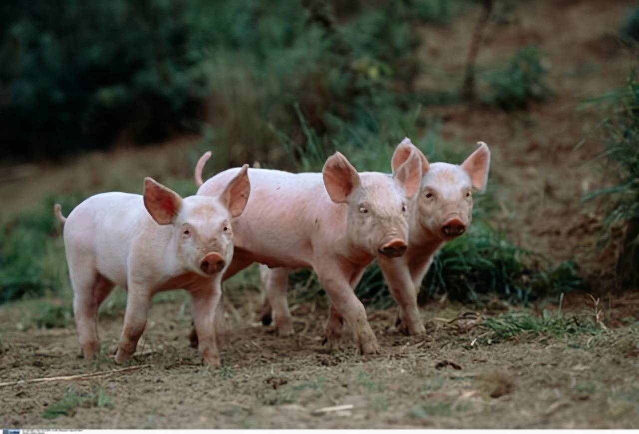 猪病管理有4宝，缺了哪个都不好！