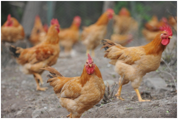 家禽免疫力低下的原因及症状表现