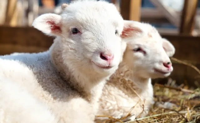 冬春季羔羊怎么预防羔羊腹泻病？