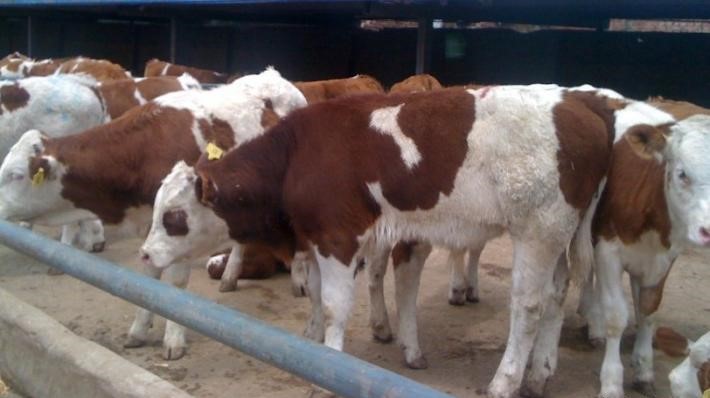 冬天养牛重点做好6件事