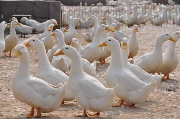 【养鸭人必看】降温后养鸭，这六点要牢记！