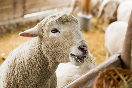 冬季养羊三要点：保膘、保畜、保胎关键技术