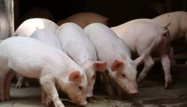 冬季养猪常见病及管理要点