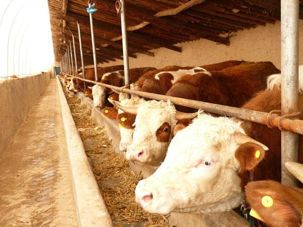 冬天牛食欲差是什么原因？