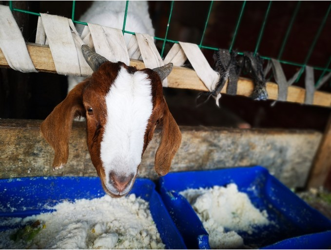 简单两招！圈养羊也可以长得又快又好？