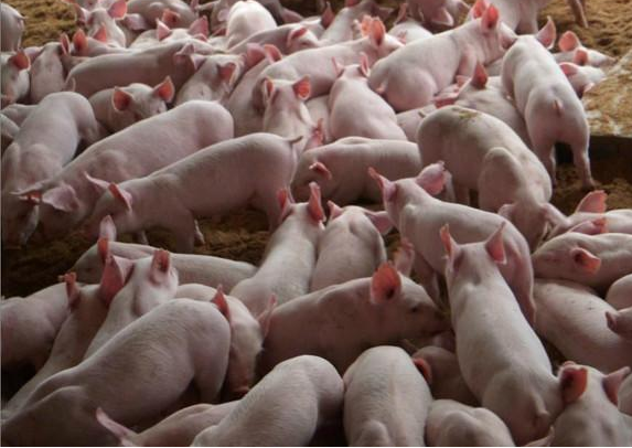 冬季养猪要注意什么？一文看明白