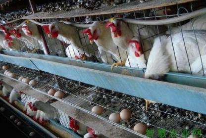 冬季鸡饲养管理的注意事项