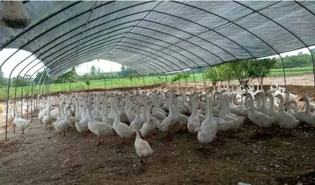 冬季蛋鸭养殖需要注意的几点