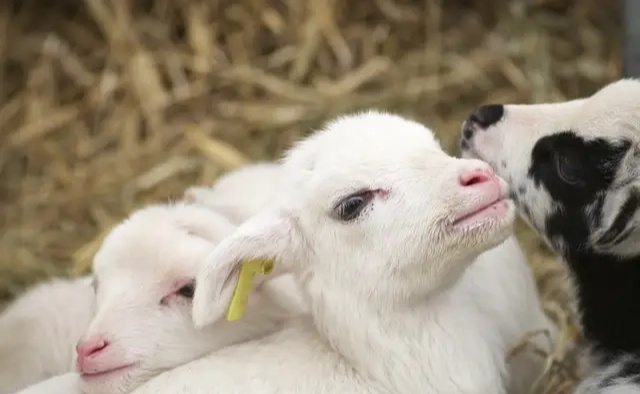 冬季出生的羔羊，提高存活率是关键！