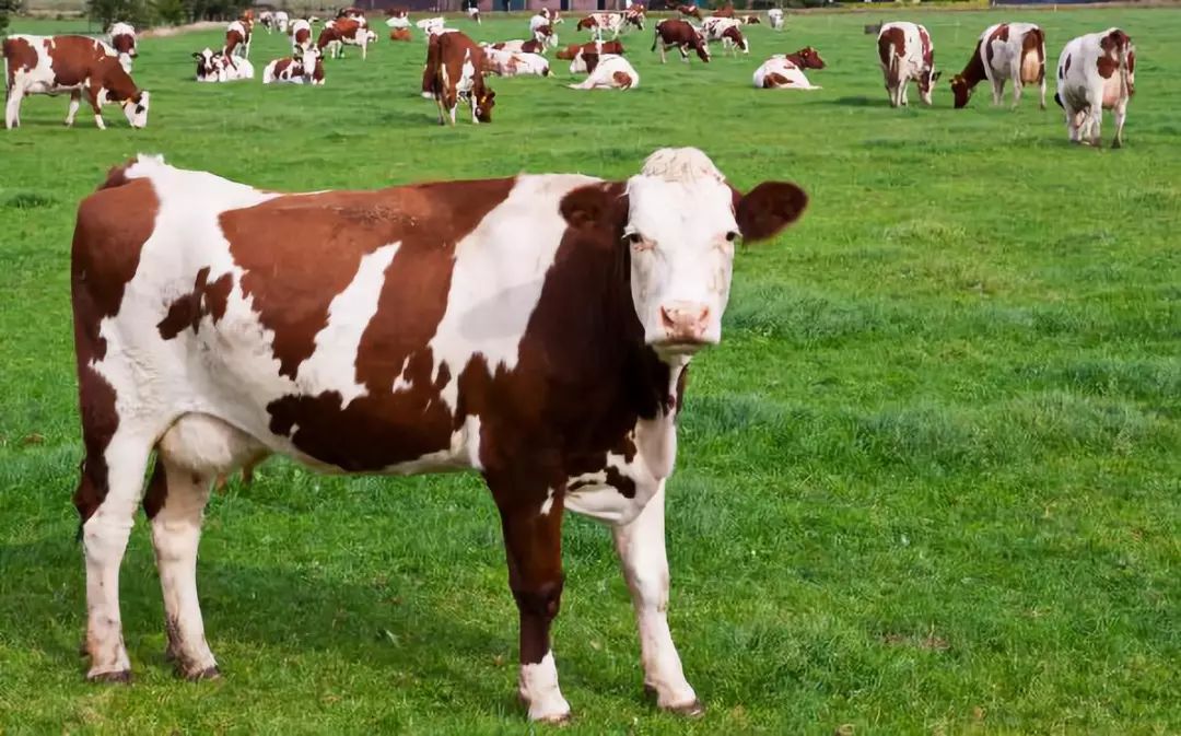 饲养肉牛赚不到钱的三大原因，一定要注意！