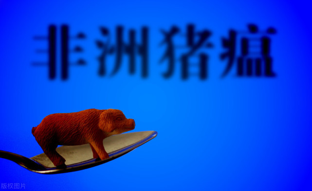 中国香港再现“非瘟”！拉响防疫警报，养猪人速查自家防疫漏洞！