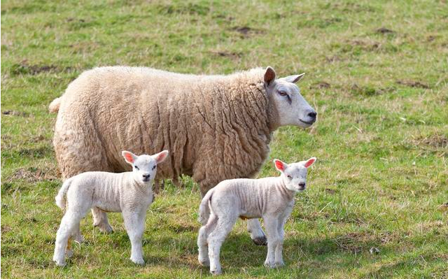 澳羊零关税落地！2026羊价怎么走？全年涨幅预测！