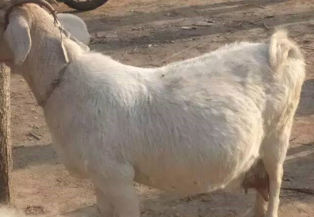 孕期母羊怎么喂？记住这6个关键期，羔羊壮、母羊稳！