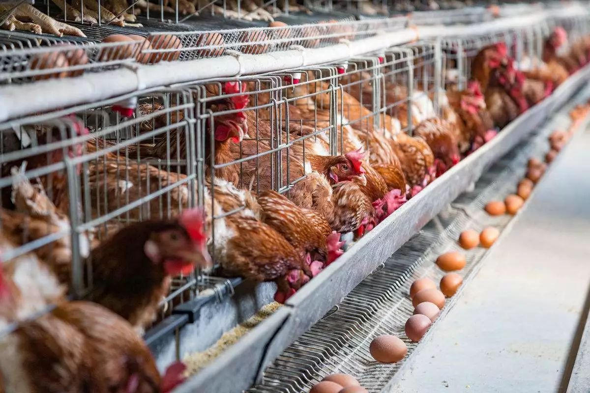 2026蛋价逆袭上涨！七大“硬核操作”让蛋鸡产蛋开挂