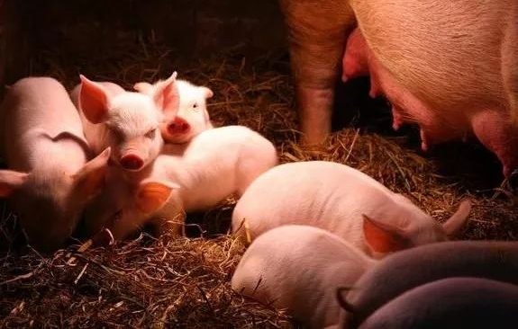 冬季养猪防冷应激！拉稀咳喘不长肉，都是它在偷利润！