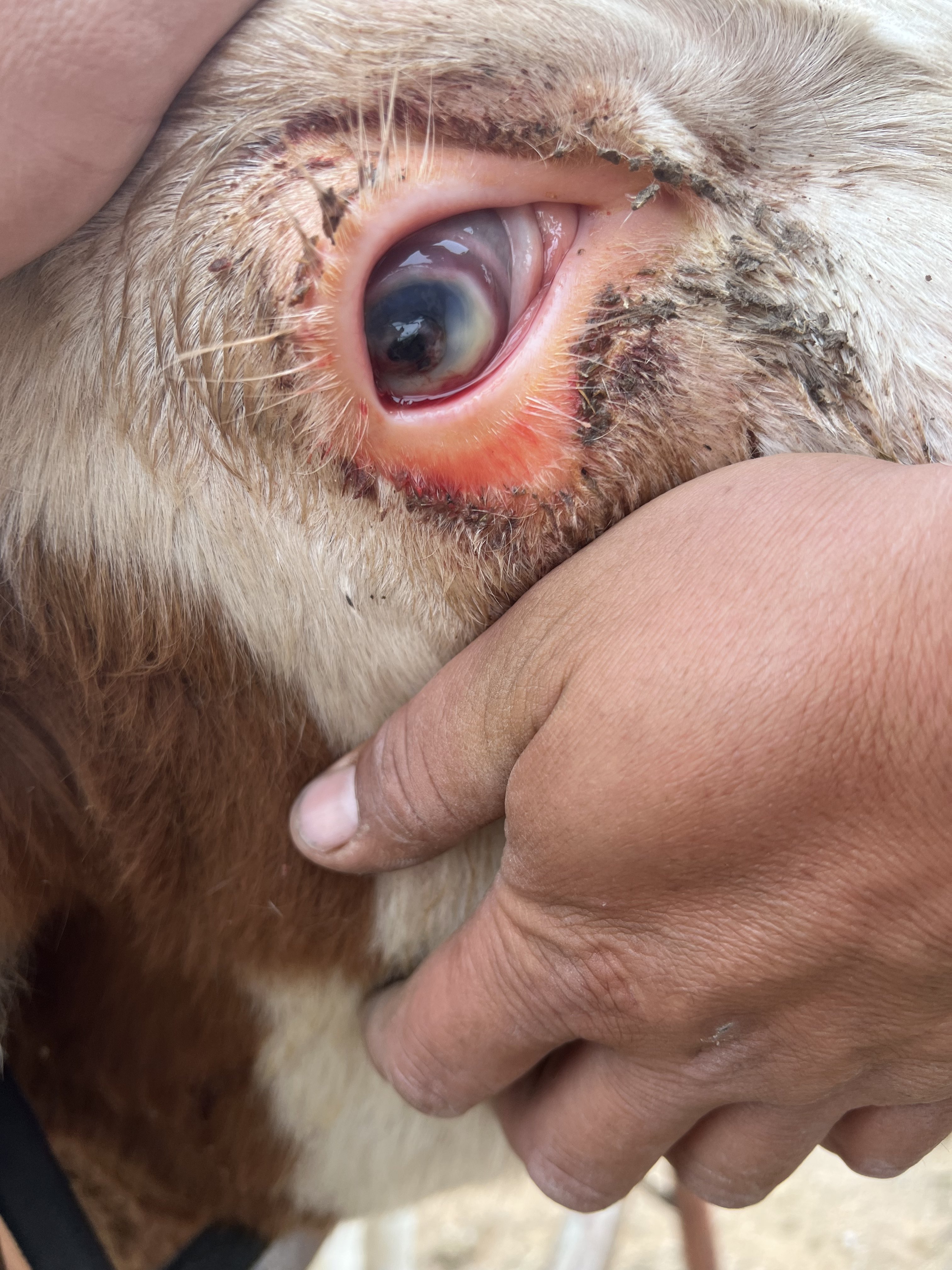 牛眼睛起了这样的灰皮,流眼泪怎么办-畜牧堂